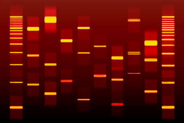Red DNA art