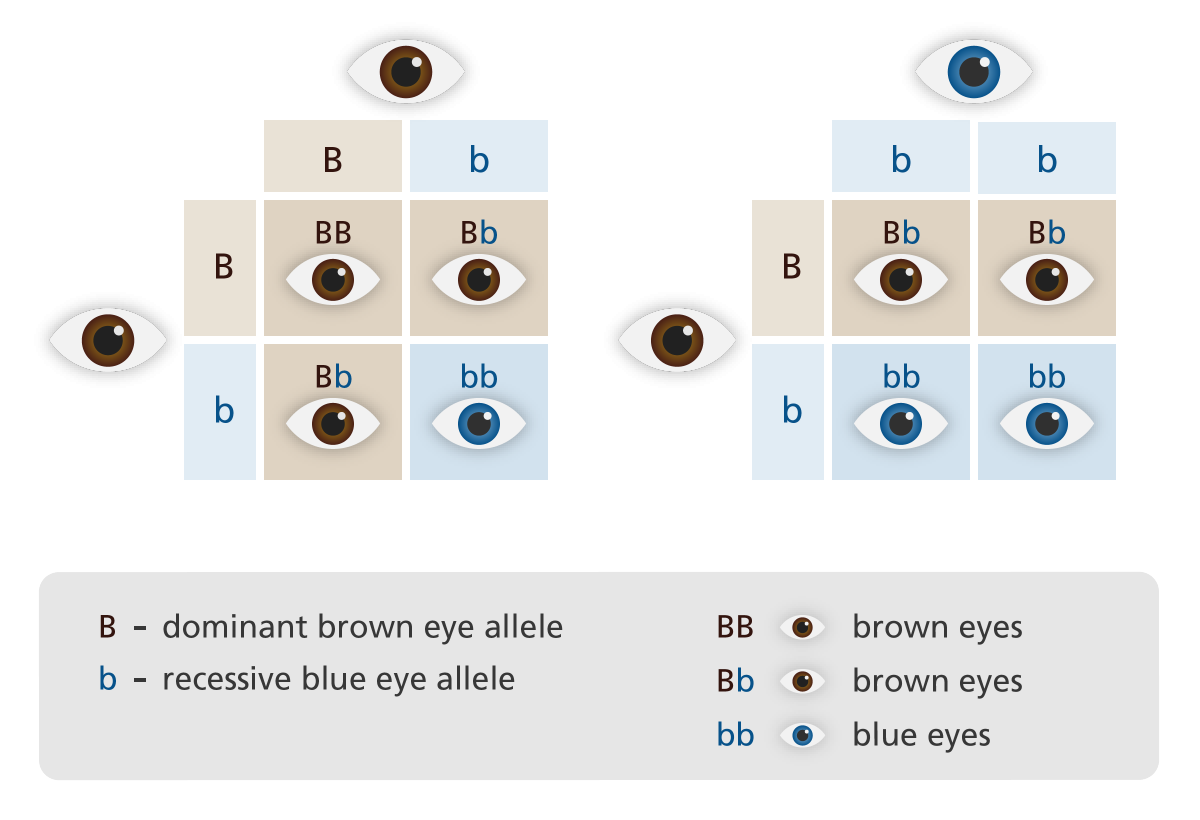 can-a-recessive-trait-be-on-the-y-chromosome-24-best-genetics-unit-4